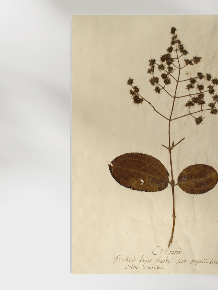 Herbarium V