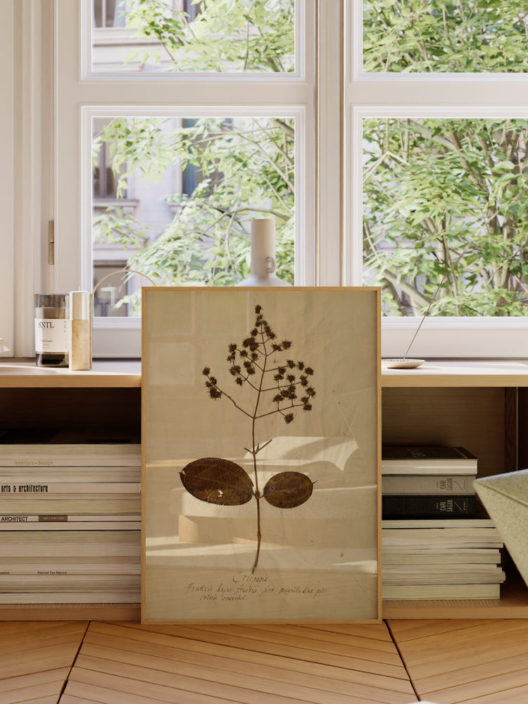 Herbarium V