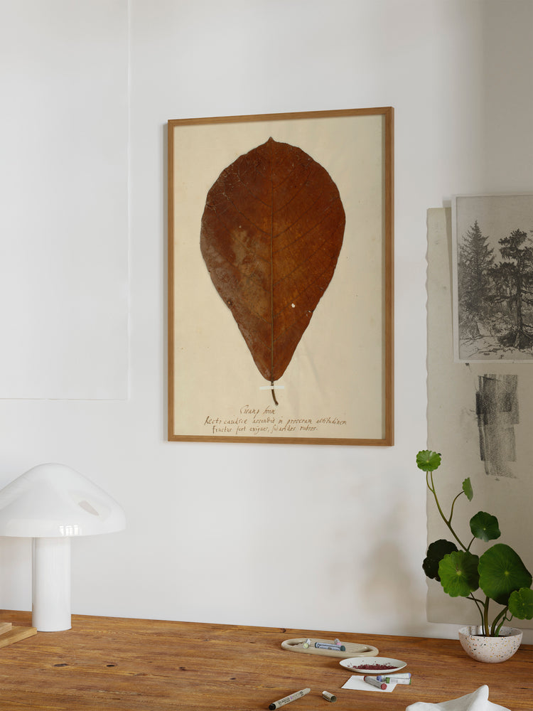 Herbarium XIII