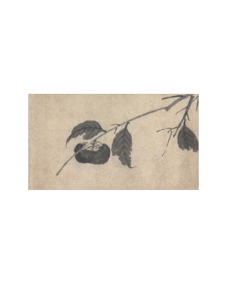 Shadowed Blooms 5