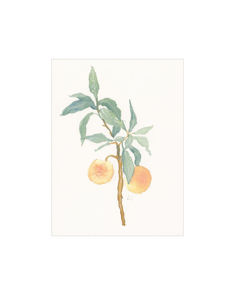 Peach Branch