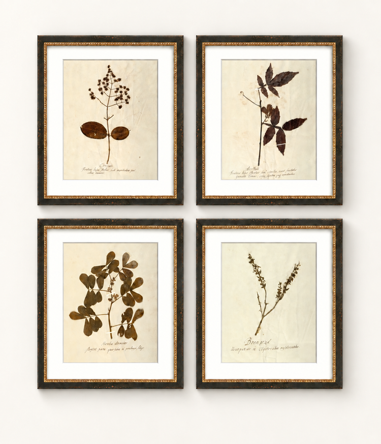 Herbarium I, V, VII & XII | Framed Botanical Art Set