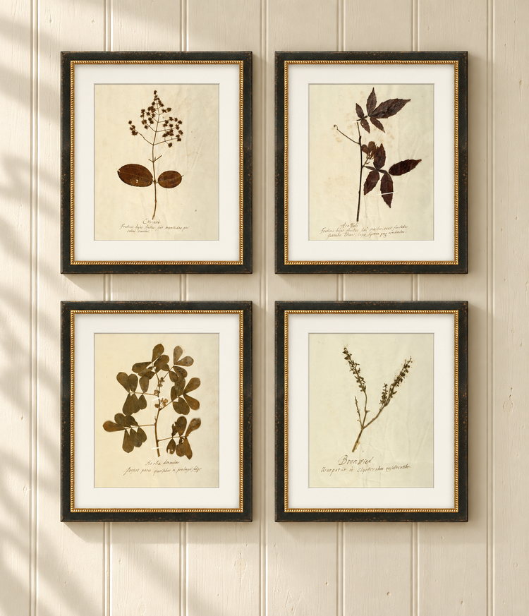 Herbarium I, V, VII & XII | Framed Botanical Art Set