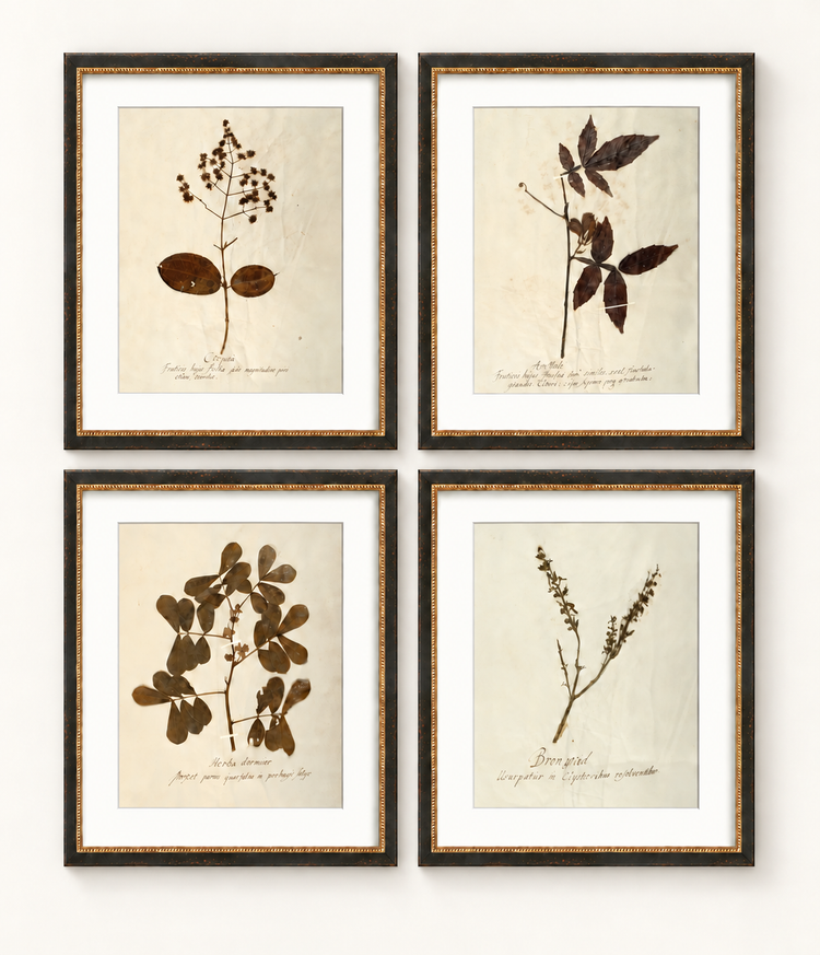 Herbarium I, V, VII & XII | Framed Botanical Art Set