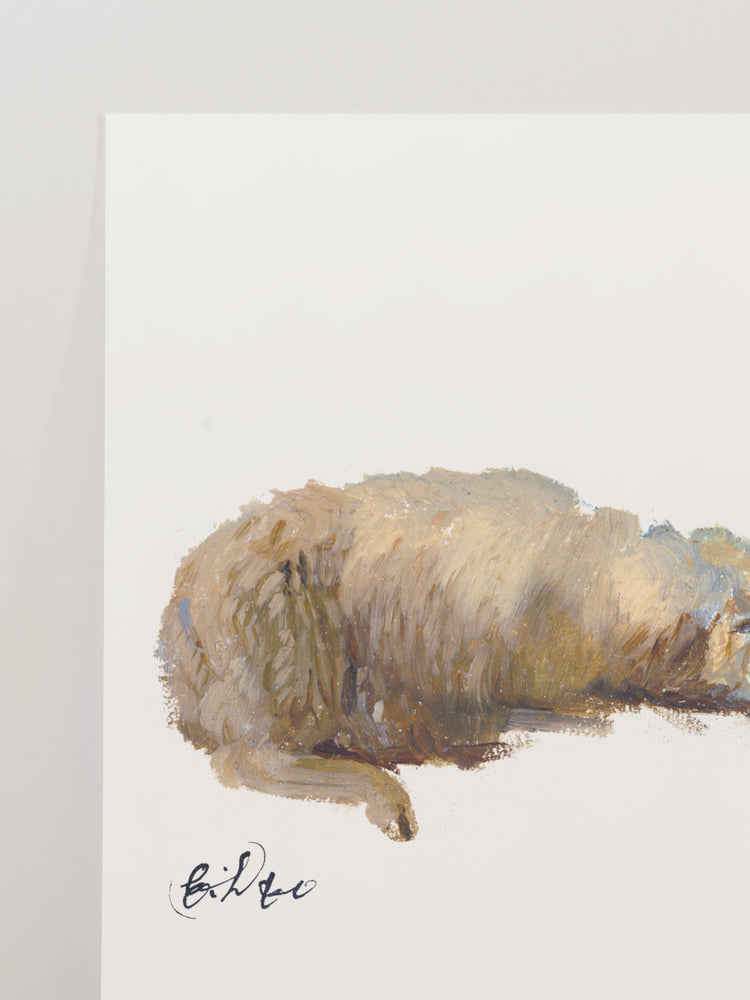 Sheep Study