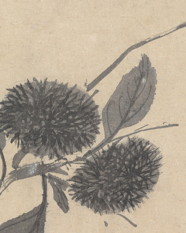 Shadowed Blooms 3