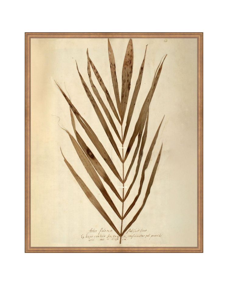 Herbarium XV HoJ