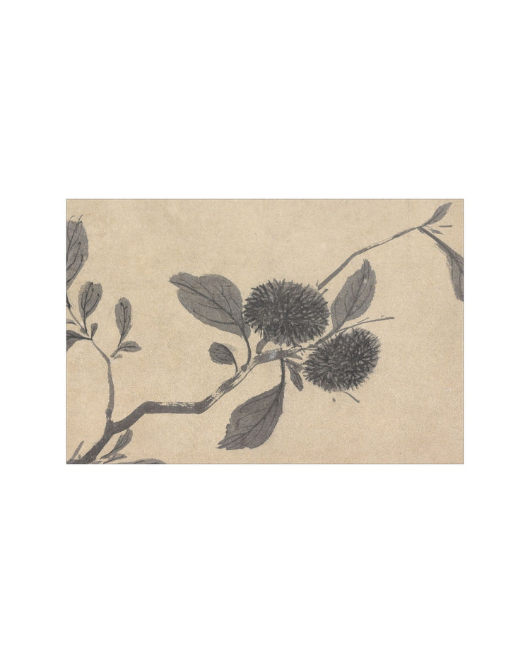 Shadowed Blooms 3