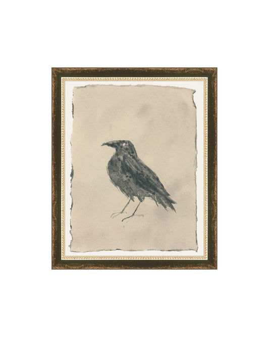 Crow Study