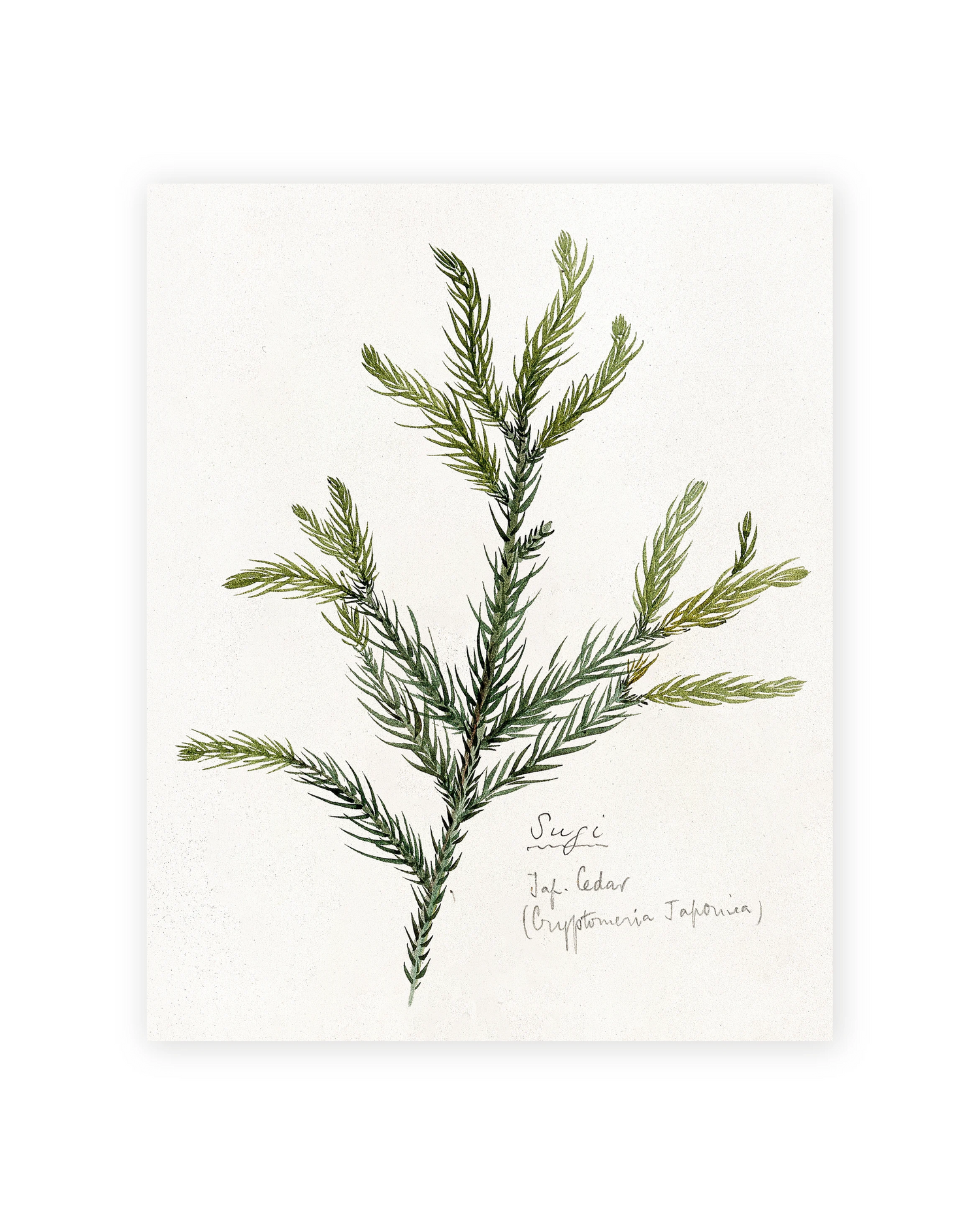 Unframed Smooth Print / 8 x 10