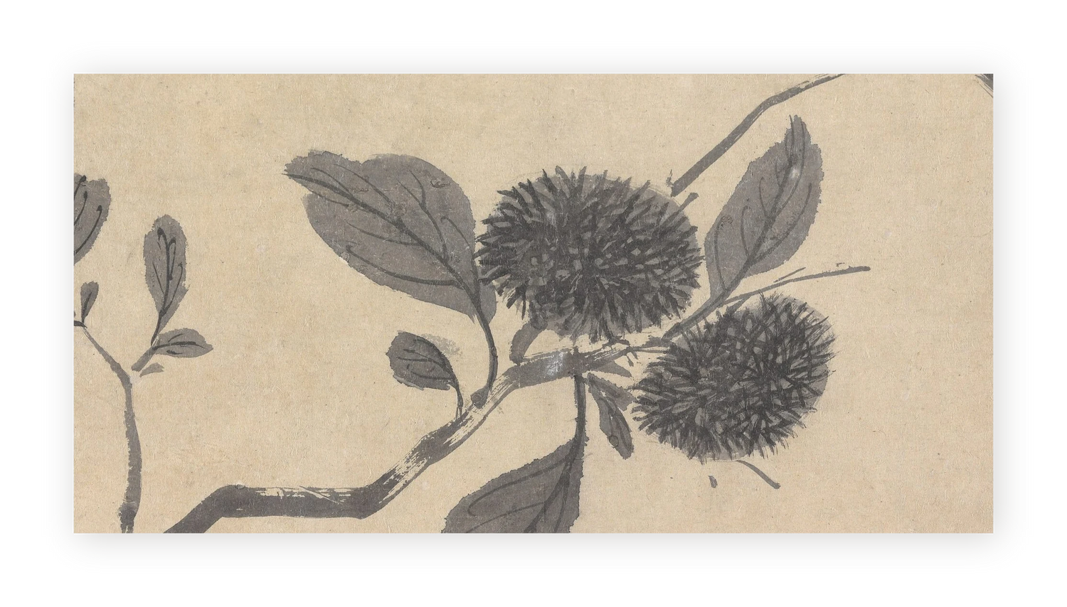 Shadowed Blooms 3 - Fine Art Print