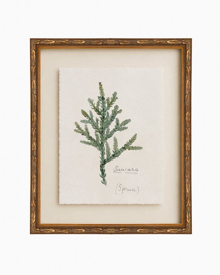 Evergreen Branch Study I