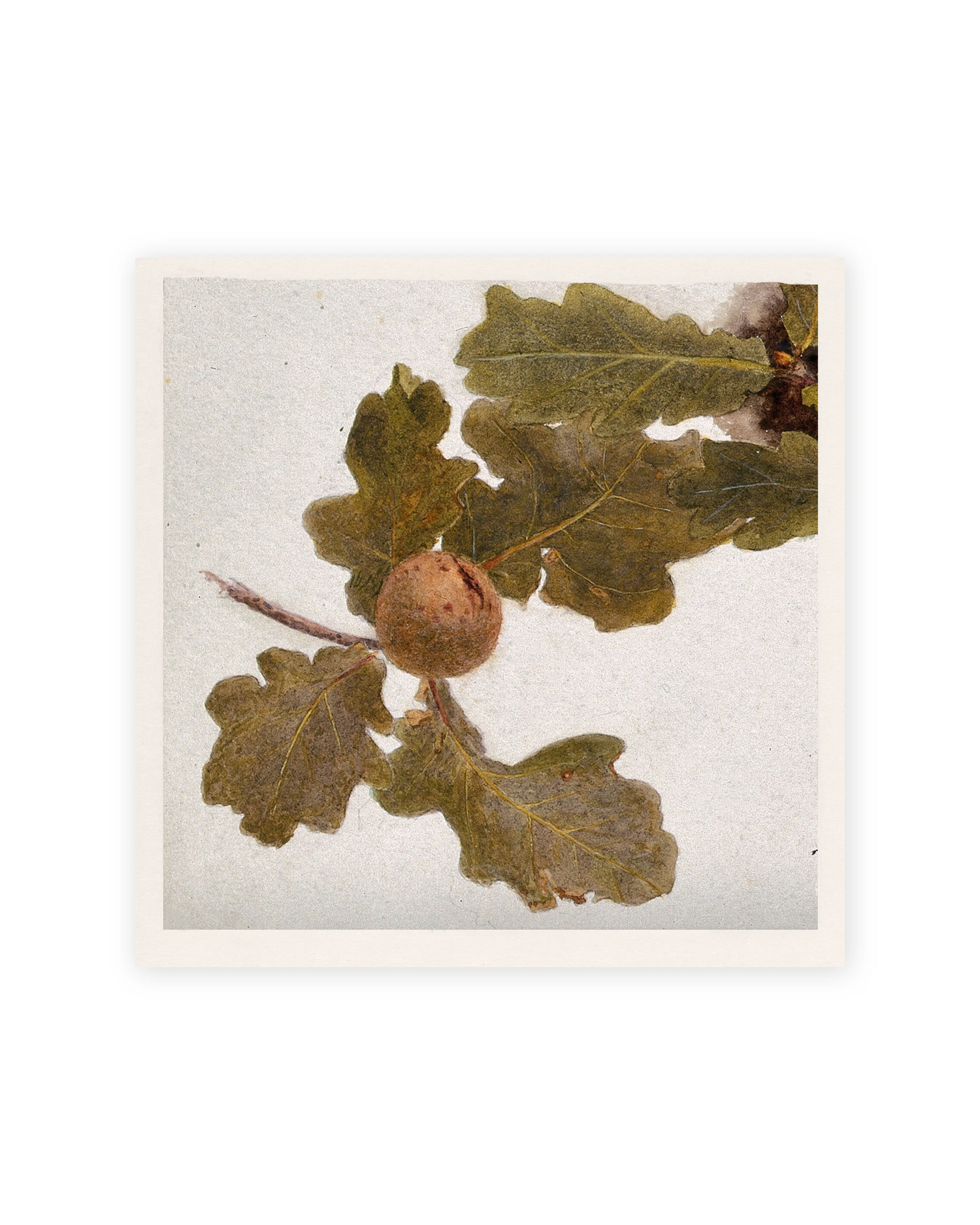 Unframed / 8 x 8 / Rag