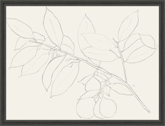 Framed Lemon Branch Drawing. Frame: Double Beaded Black. Paper: Smooth Paper. Art Size: 12x16. Final Size: 13'' X 17''