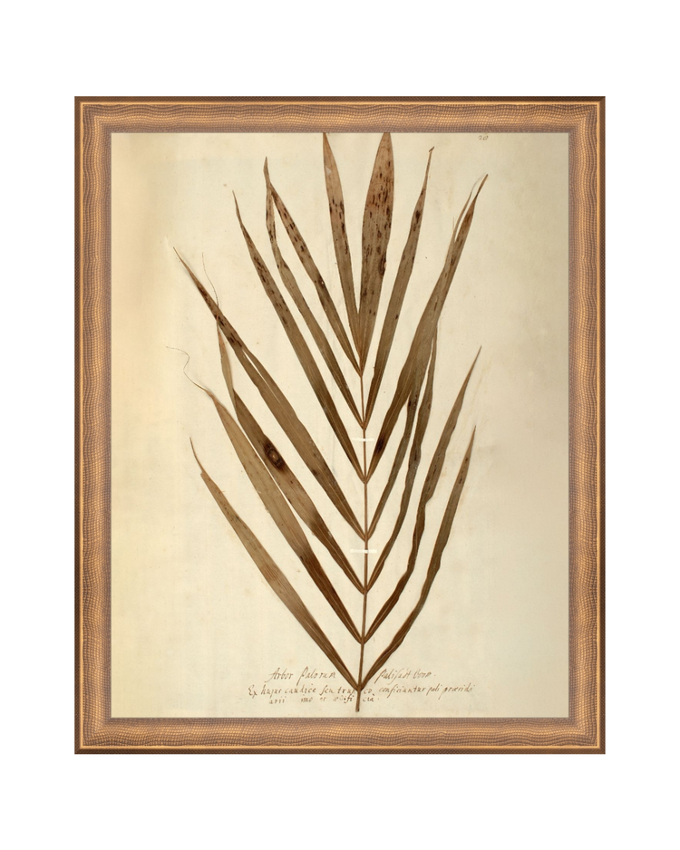 Herbarium XV HoJ