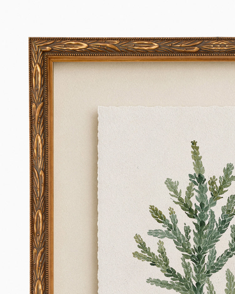 Evergreen Branch Study I