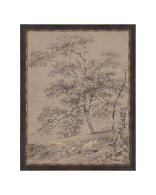 Woodland Sketch