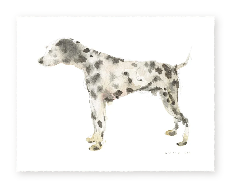 Dalmatian - Fine Art Print