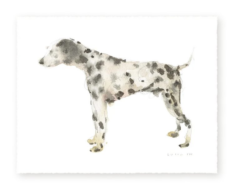 Dalmatian - Fine Art Print