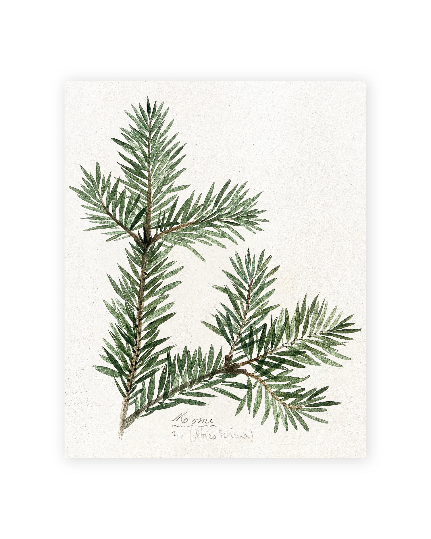 Unframed Smooth Print / 8 x 10