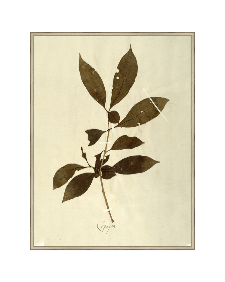 Herbarium III HoJ