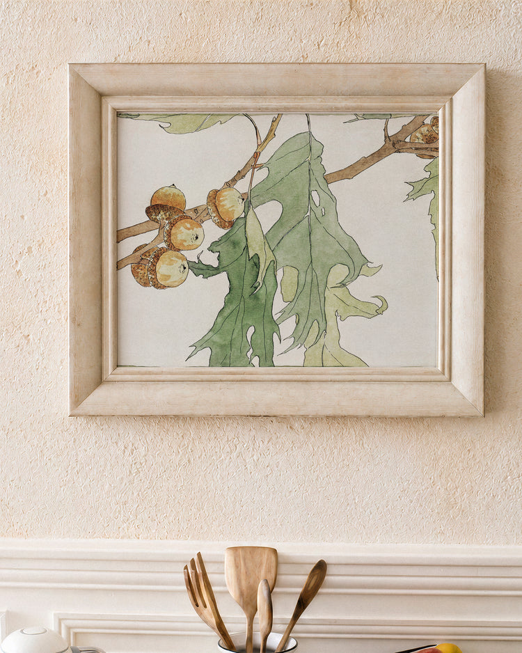 Oak & Acorn Study