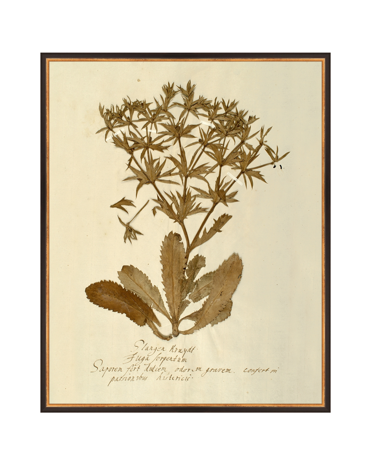 Herbarium II HoJ