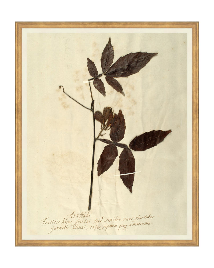 Herbarium I