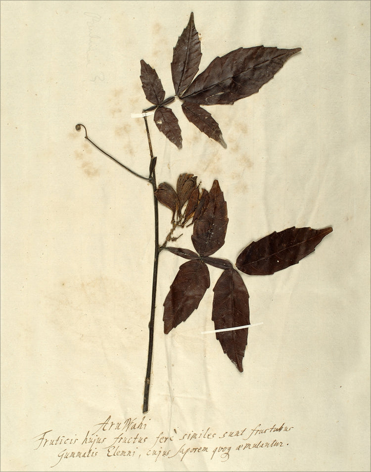 Framed Herbarium I. Frame: No Frame. Paper: Rag Paper. Art Size: 14x11. Final Size: 14'' X 11''