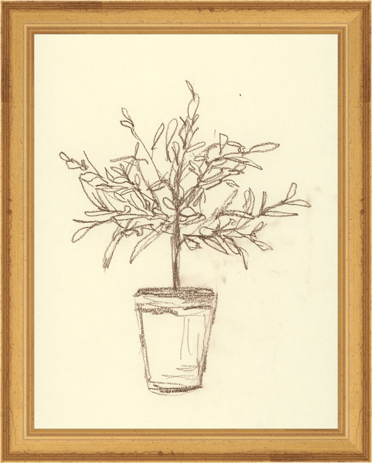 Framed Olive Tree Sketch. Frame: Traditional Gold. Paper: Rag Paper. Art Size: 9x7. Final Size: 10'' X 8''