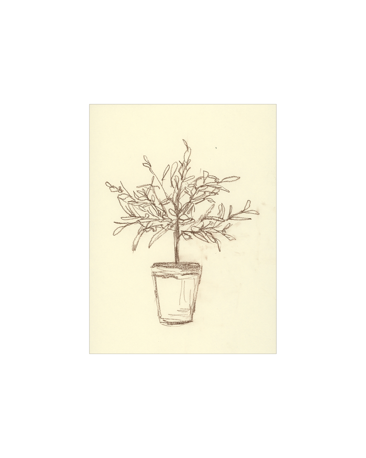 Olive Tree Sketch OAShop