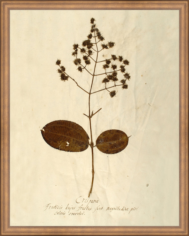 Framed Herbarium V. Frame: Timeless Bronze. Paper: Rag Paper. Art Size: 19x15. Final Size: 20'' X 16''