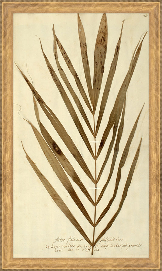 Framed Herbarium XV. Frame: Timeless Gold. Paper: Rag Paper. Art Size: 16x9. Final Size: 17'' X 10''