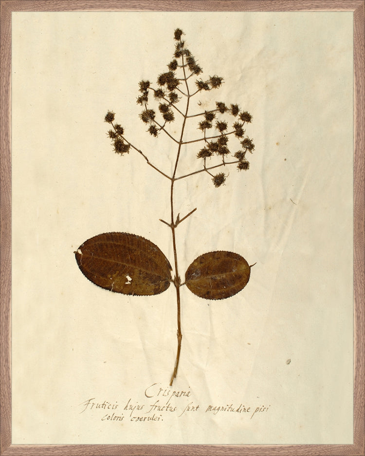 Framed Herbarium V. Frame: Natural Walnut. Paper: Rag Paper. Art Size: 29x23. Final Size: 30'' X 24''