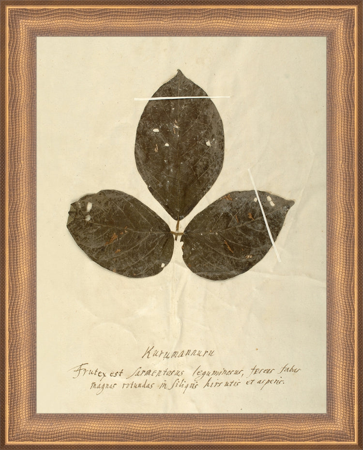 Framed Herbarium VI. Frame: Timeless Bronze. Paper: Rag Paper. Art Size: 9x7. Final Size: 10'' X 8''