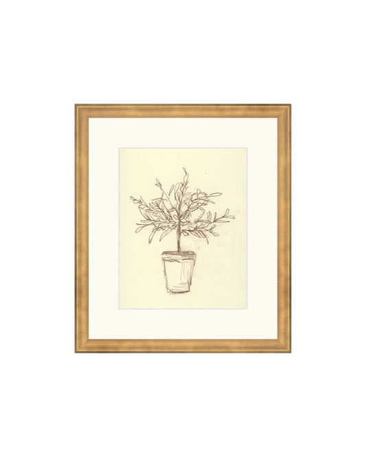 Olive Tree Sketch OAShop