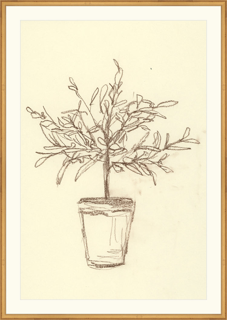 Olive Tree Sketch OAShop 2