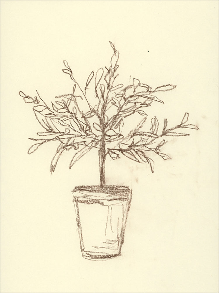 Olive Tree Sketch OAShop 2