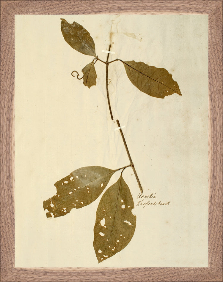 Framed Herbarium IV. Frame: Natural Walnut. Paper: Rag Paper. Art Size: 13x10. Final Size: 14'' X 11''