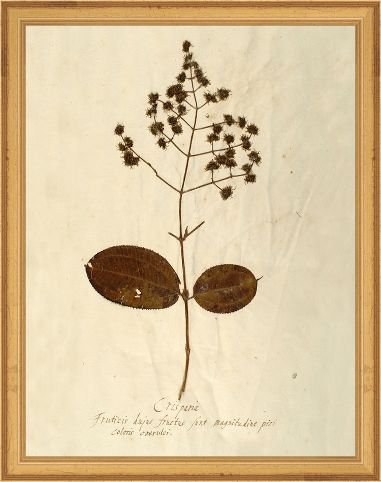 Framed Herbarium V. Frame: Traditional Gold. Paper: Rag Paper. Art Size: 13x10. Final Size: 14'' X 11''