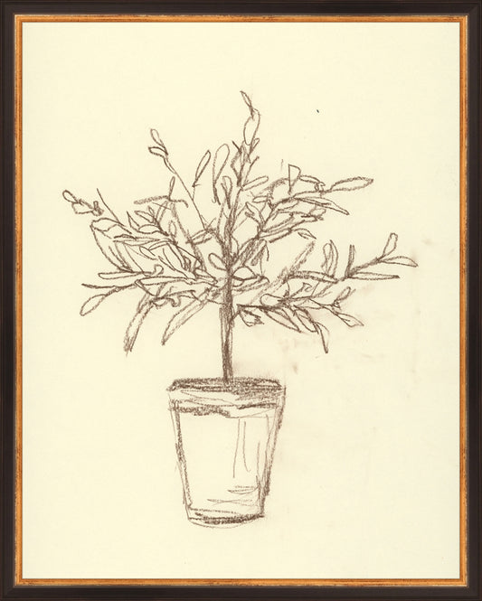 Framed Olive Tree Sketch. Frame: Traditional Black and Gold. Paper: Rag Paper. Art Size: 19x15. Final Size: 20'' X 16''