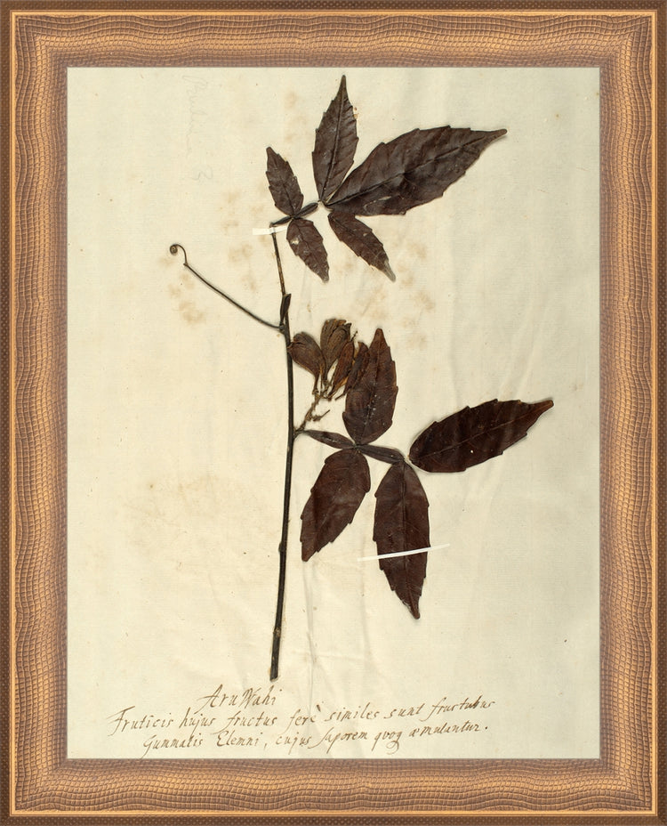 Framed Herbarium I. Frame: Timeless Bronze. Paper: Rag Paper. Art Size: 9x7. Final Size: 10'' X 8''