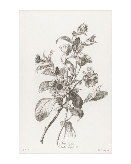 Floral Drawing II