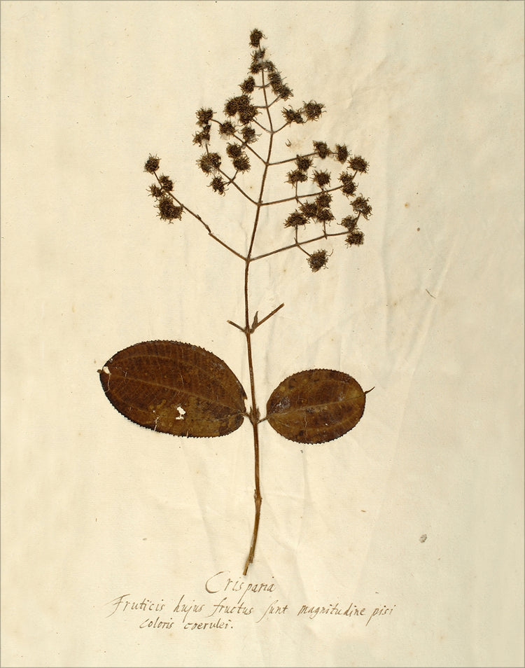 Framed Herbarium V. Frame: No Frame. Paper: Rag Paper. Art Size: 14x11. Final Size: 14'' X 11''