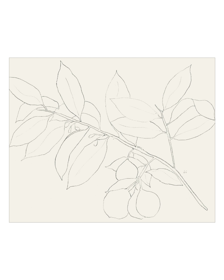 Lemon Branch Drawing