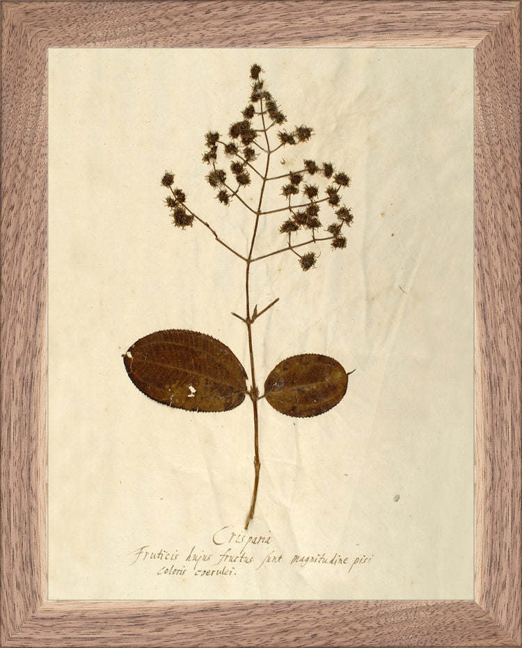 Framed Herbarium V. Frame: Natural Walnut. Paper: Rag Paper. Art Size: 9x7. Final Size: 10'' X 8''
