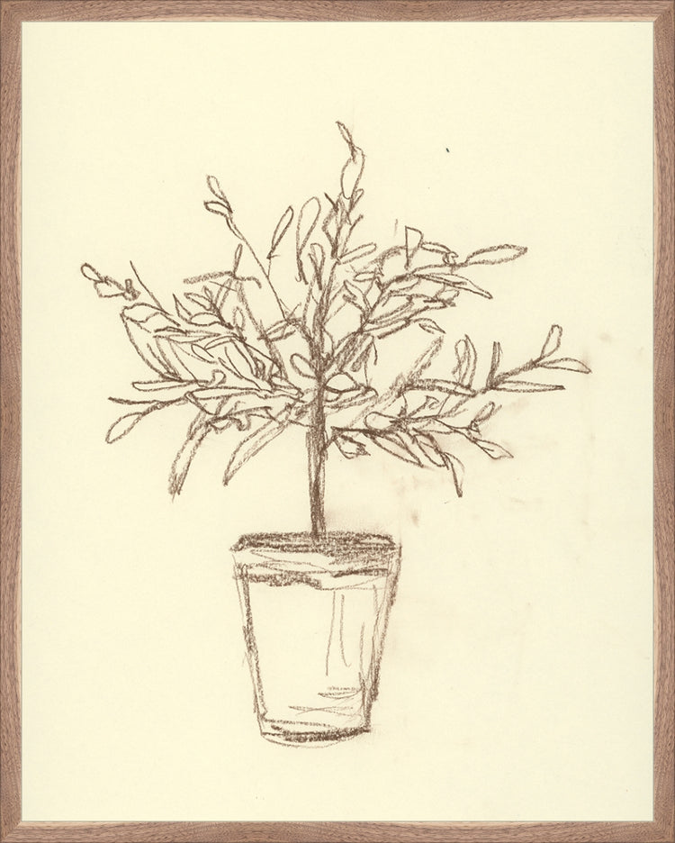 Framed Olive Tree Sketch. Frame: Natural Walnut. Paper: Rag Paper. Art Size: 29x23. Final Size: 30'' X 24''