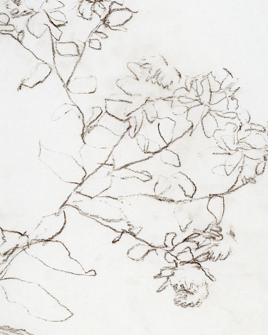 Botanical Study II