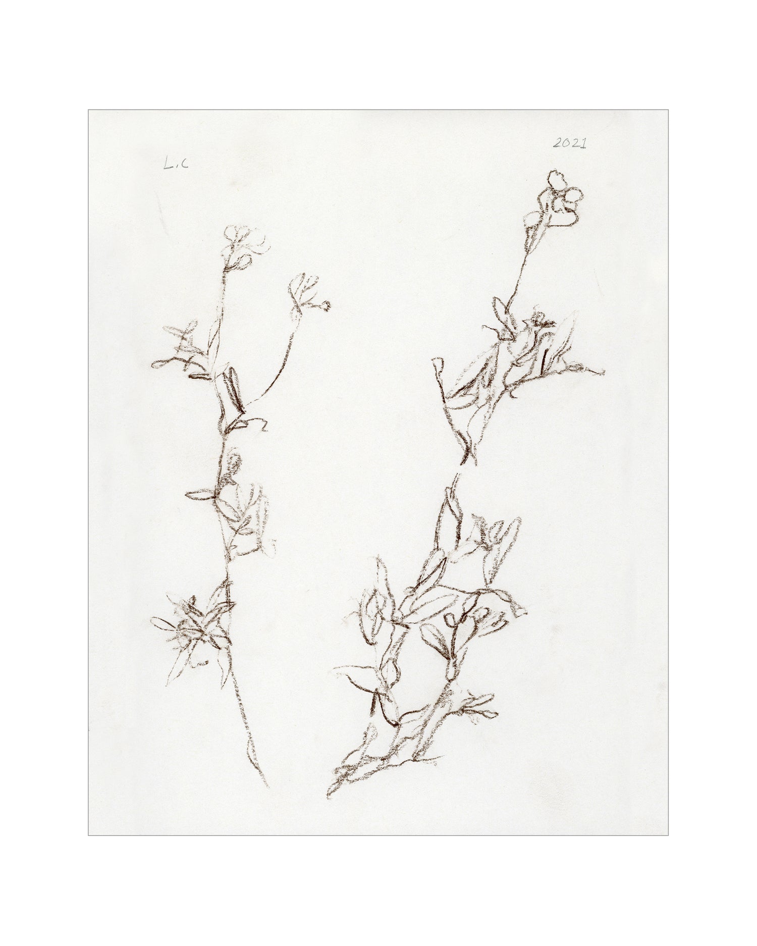 Botanical Study I Splendus botanical-study-i-splendus