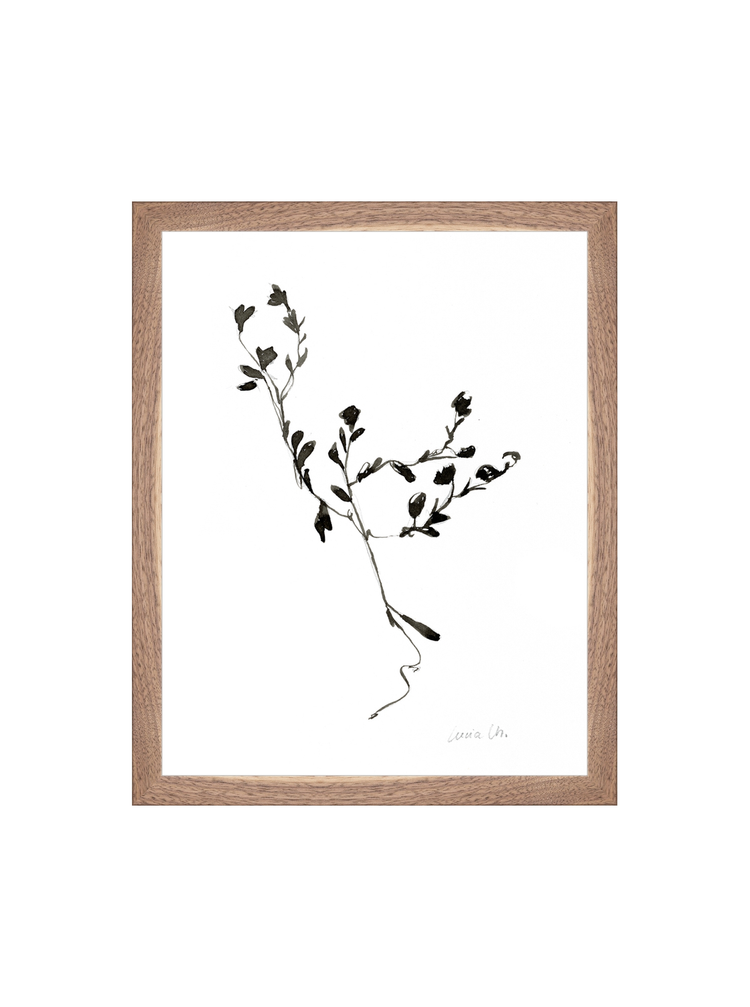 Sketched Botanical HoJ 2